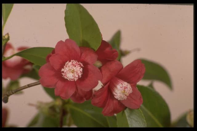 Camellia 'Bokuhan'
