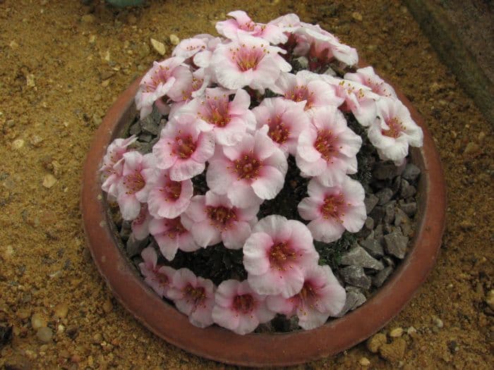 saxifrage 'Josef Capek'