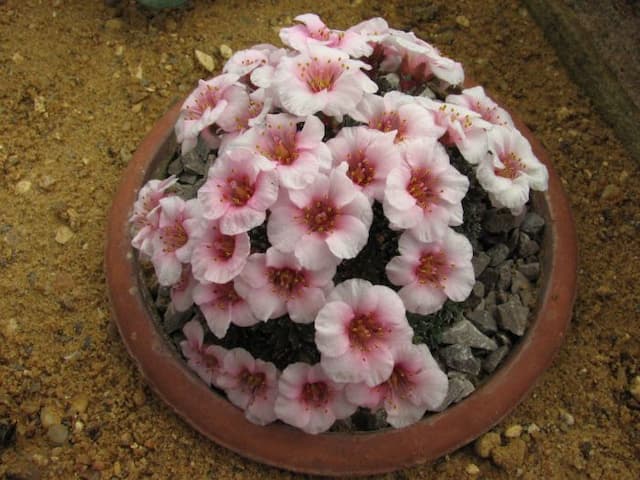 Saxifrage 'Josef Capek'