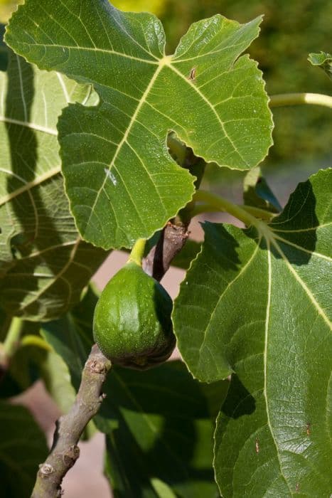 fig 'White Marseilles'