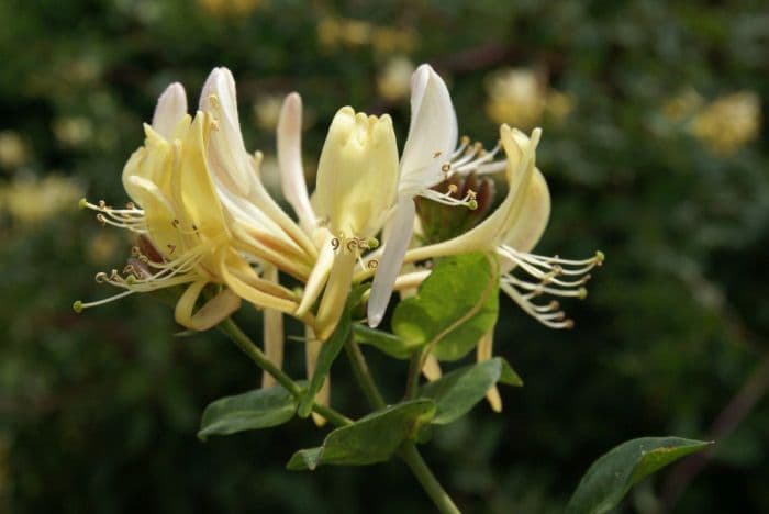 honeysuckle 'Heaven Scent'