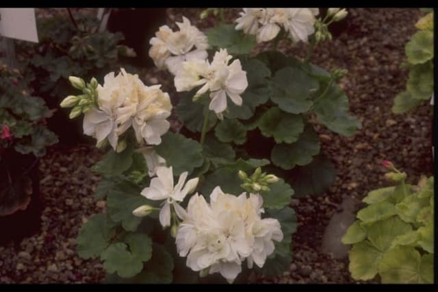 Pelargonium white 'Fantasia'