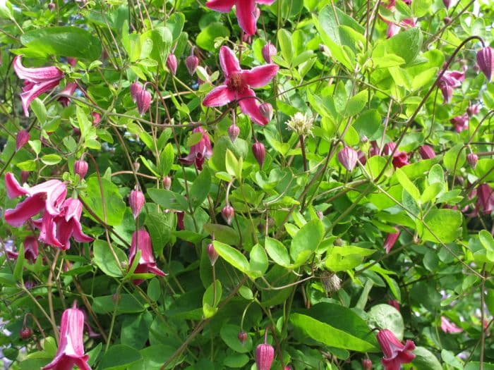 clematis 'Étoile Rose'