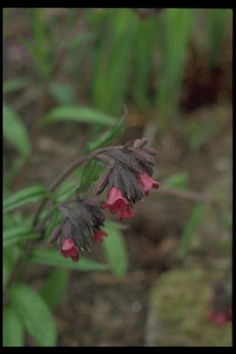 lungwort 'Cleeton Red'