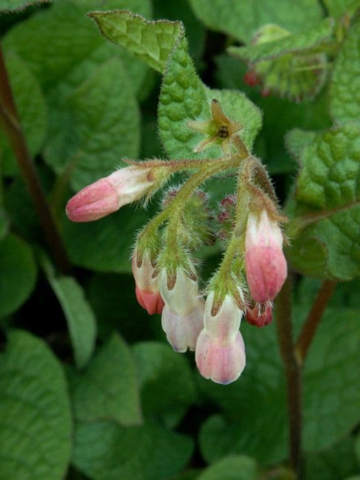 comfrey 'Hidcote Pink'