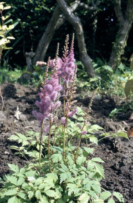 dwarf Chinese astilbe