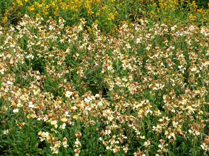 wallflower 'Sunset Apricot'