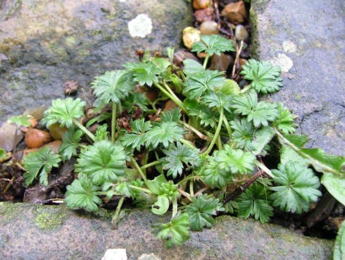 silvery cinquefoil