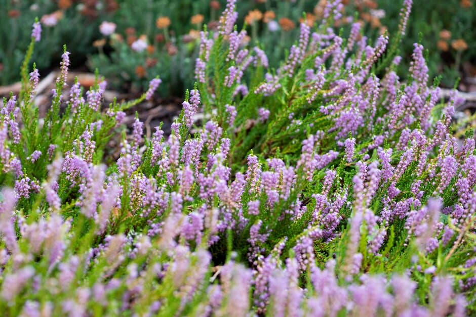 heather 'Argentea'