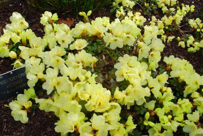 rhododendron 'Yaku Fairy'