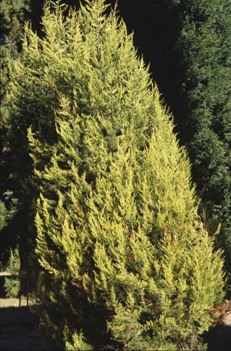 Monterey cypress 'Lutea'