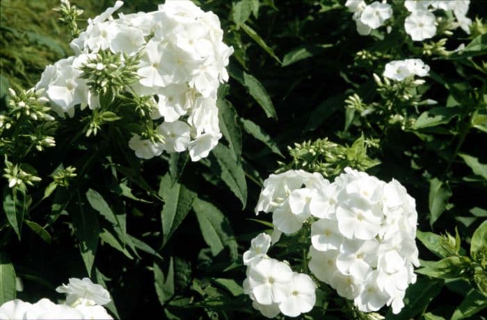 perennial phlox 'White Admiral'