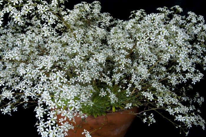 saxifrage 'Anneka Hope'