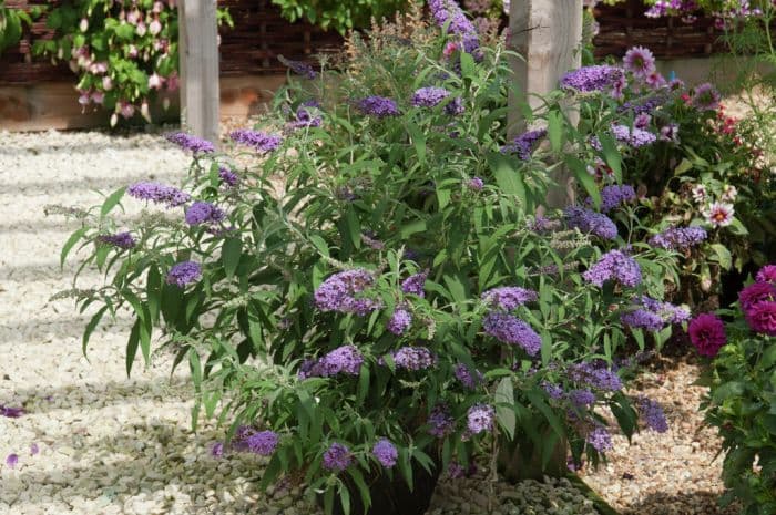 butterfly bush [Buzz Magenta]