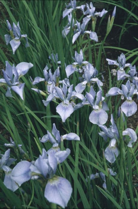 Siberian iris 'Soft Blue'