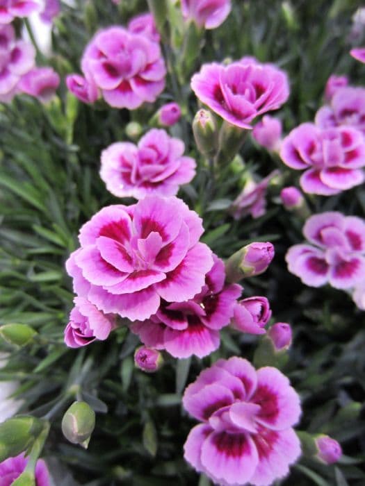 pot carnation [Pink Kisses]