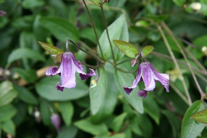 Clematis × eriostemon