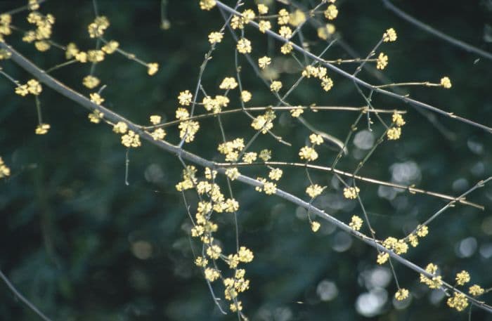 Cornelian cherry 'Aurea'