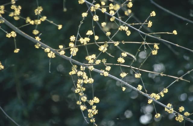 Cornelian cherry 'Aurea'