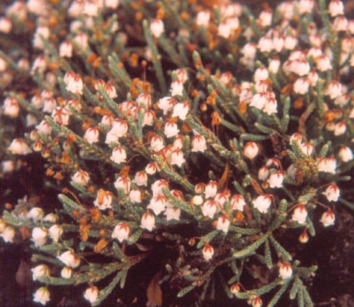 cassiope 'Muirhead'