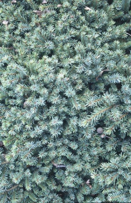 white spruce 'Echiniformis'