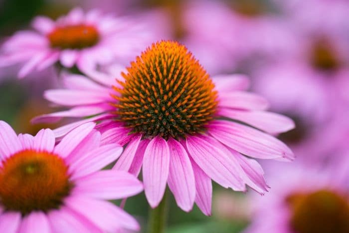 purple coneflower 'Augustkönigin'