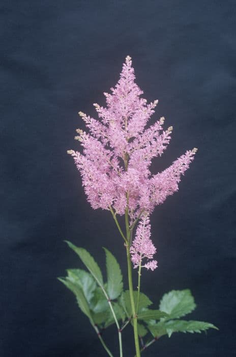 astilbe 'Darwin's Dream'