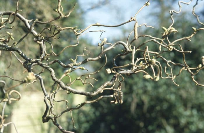 corkscrew hazel