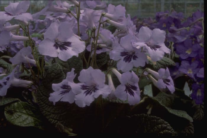 Cape primrose 'Heidi'