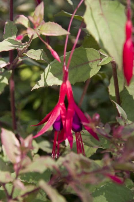 fuchsia 'Versicolor'