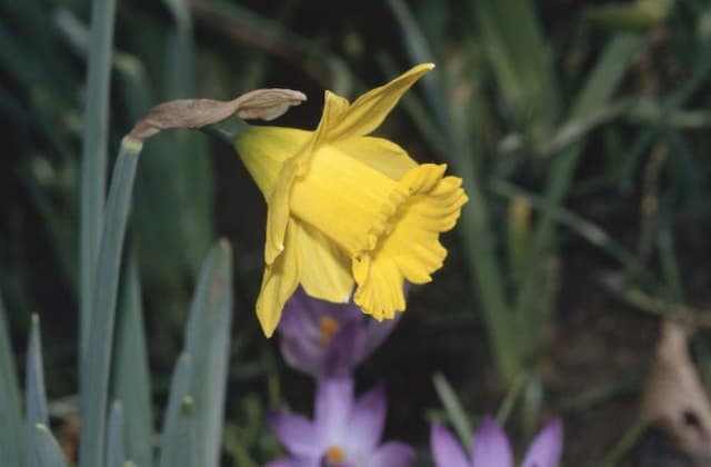Tenby daffodil