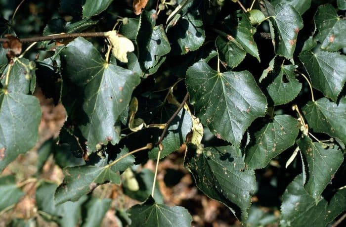 small-leaved lime