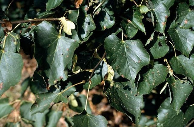 Small-leaved lime