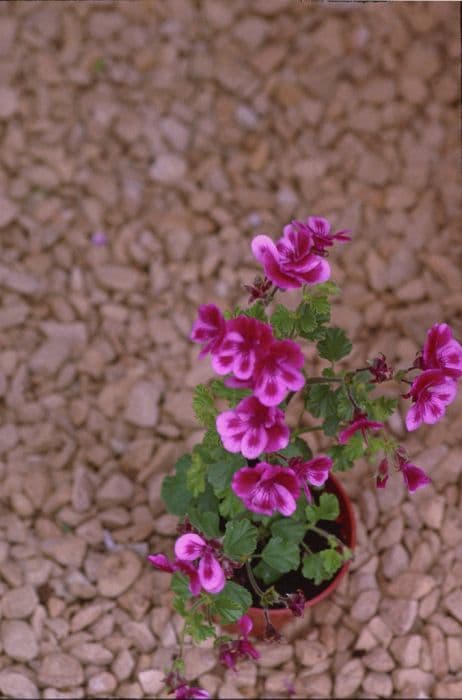 pelargonium 'Cottenham Wonder'