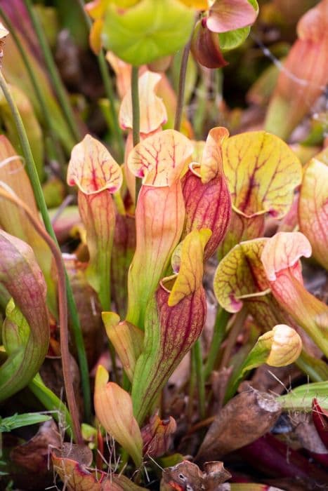 Catesby's pitcher plant 'Violet'