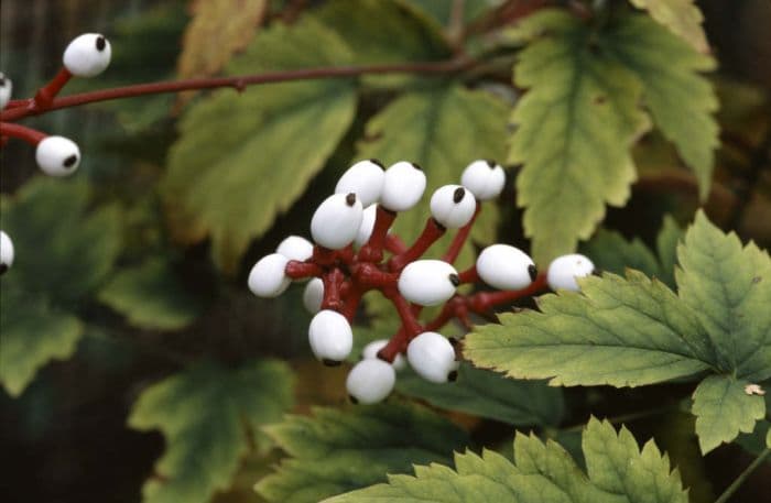 white baneberry