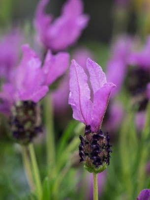 Lavender Fairy Wings Purple