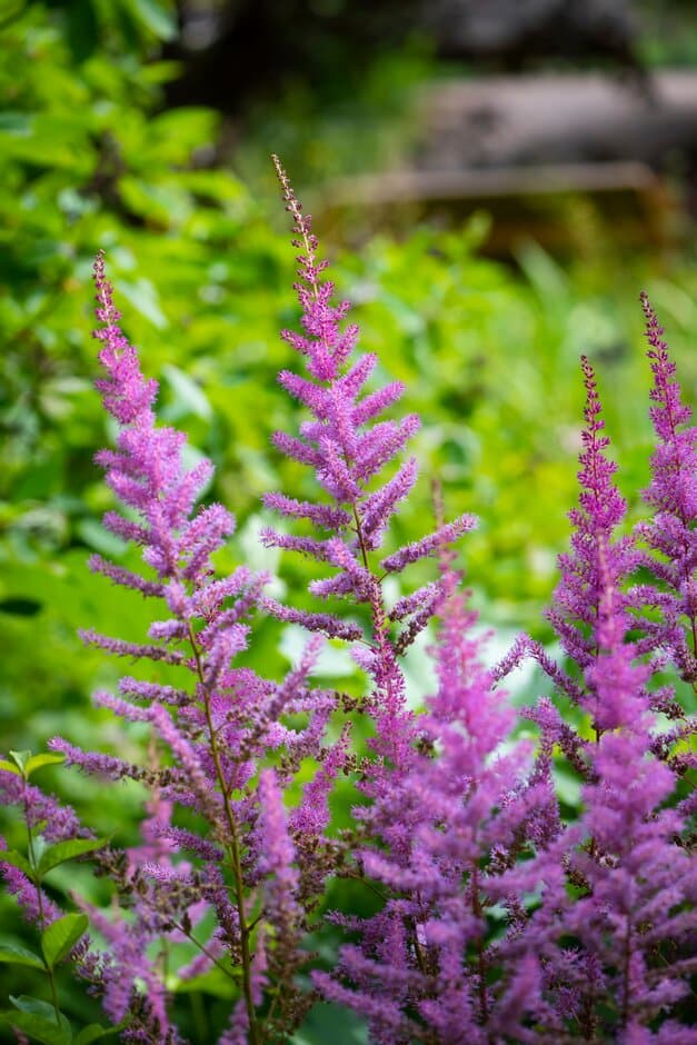 astilbe 'Look at Me'