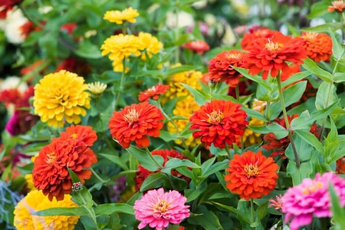 zinnia 'Dreamland Mixed'