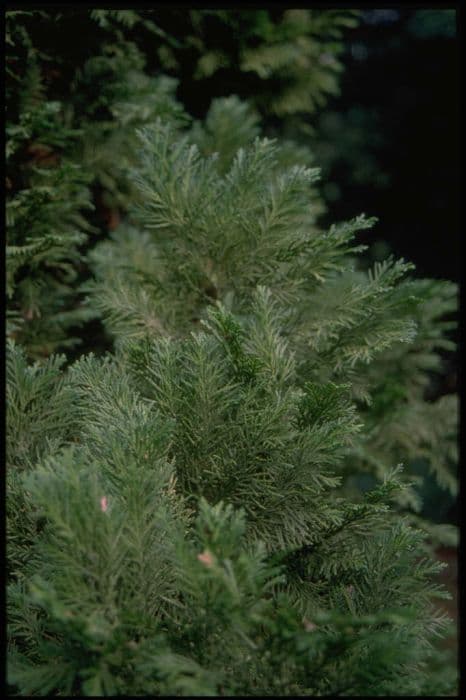 Lawson's cypress 'Kilmacurragh'