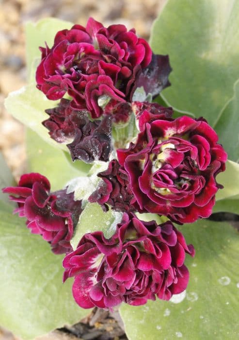 auricula 'Camelot'