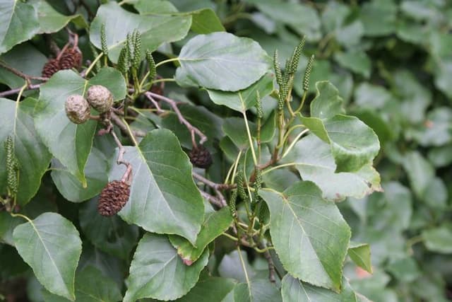 Italian alder