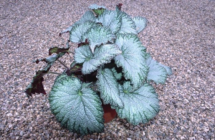 begonia 'Ironstone'