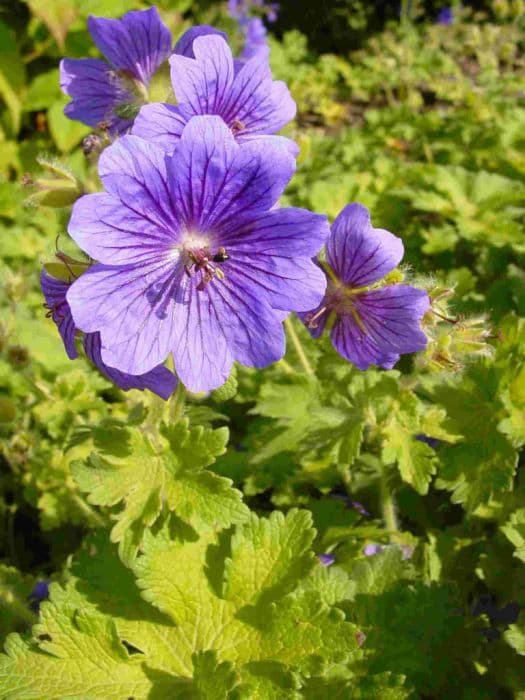 purple cranesbill