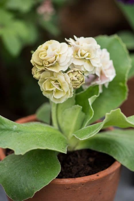 auricula 'Nymph'