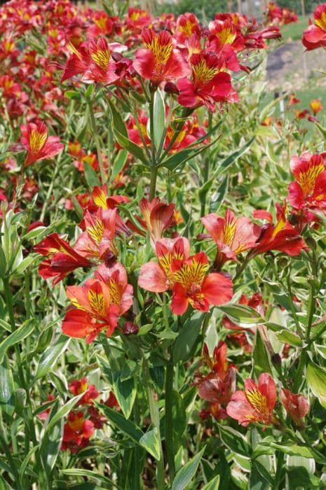 Peruvian lily 'Spitfire'