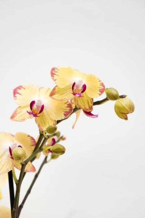 Moth orchid Yellow Lightning gx