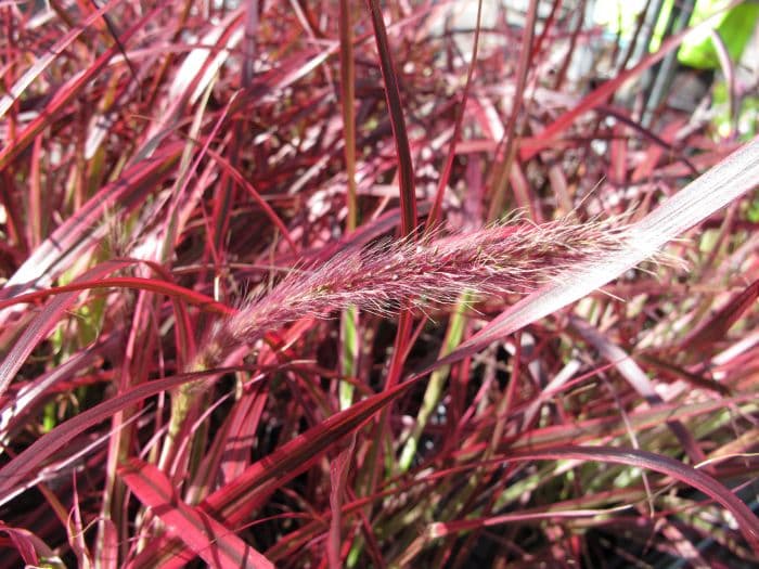 fountain grass 'Fireworks'