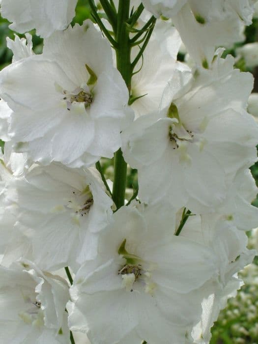 delphinium 'Guardia White'