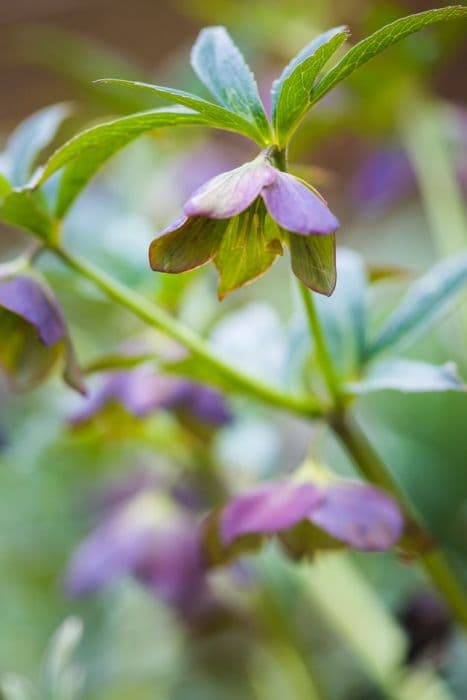 Croatian hellebore